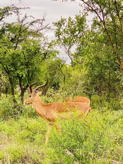 Wildheart Safari - Zesty Zebra Apartment Hoedspruit Bagian luar foto
