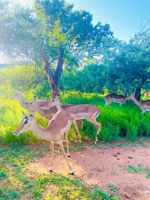 Wildheart Safari - Zesty Zebra Apartment Hoedspruit Bagian luar foto