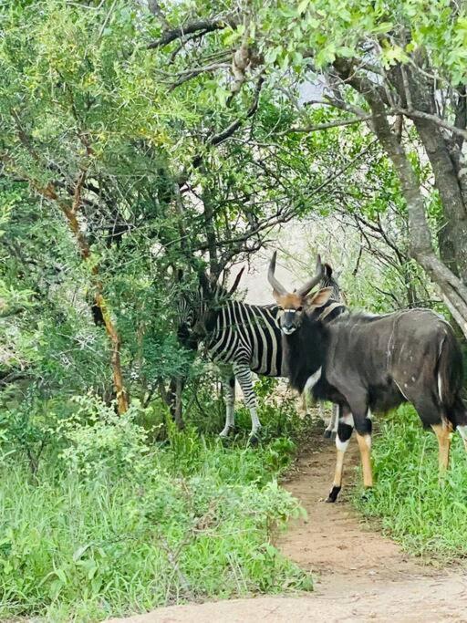 Wildheart Safari - Zesty Zebra Apartment Hoedspruit Bagian luar foto
