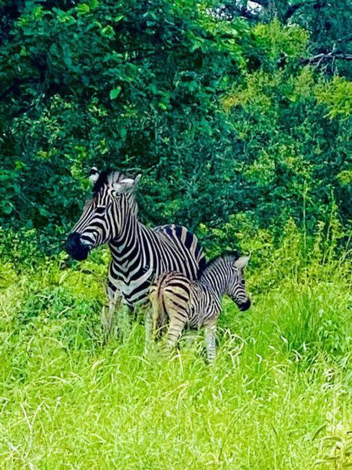 Wildheart Safari - Zesty Zebra Apartment Hoedspruit Bagian luar foto